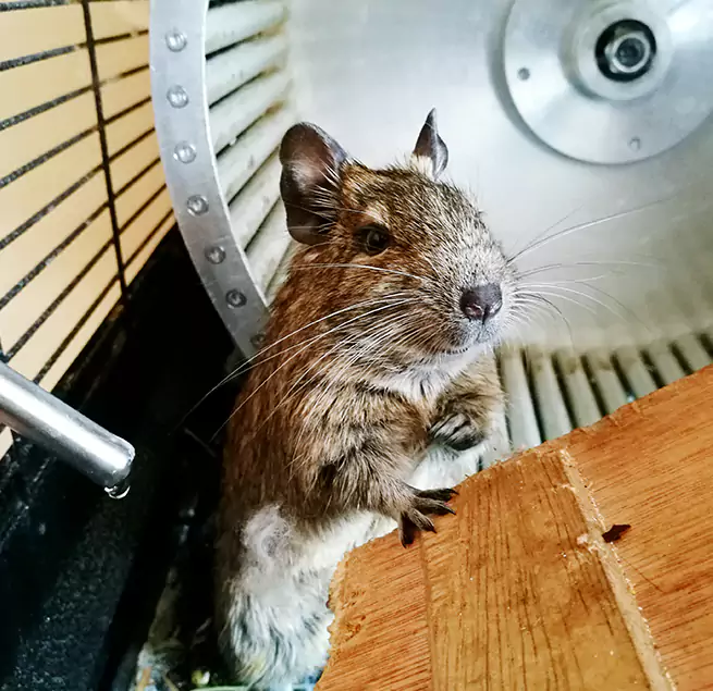 Why Homeowners & Businesses Trust Us Carol Stream, IL